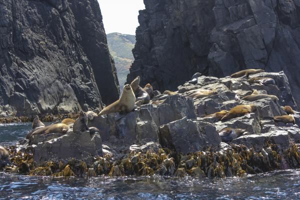 Bruny Island Seals near Hobart
