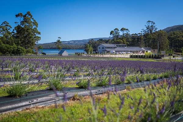 Lavender Farm in Tasmania
